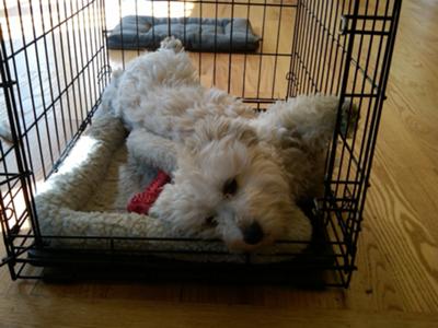 sleeping in his crate