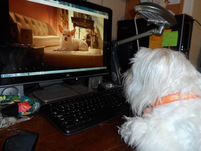 Beamer loves the Beverly Hills Chihuahuas!