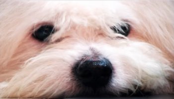 your dog isn’t having any of it. He cries, he whines, he barks, he
