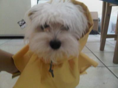 Grandpa got Spanky a Raincoat!