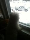 Spanky's first snowfall... Mommy, can we go play in it?