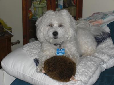 Tuffy with his wife hedgehoghumper