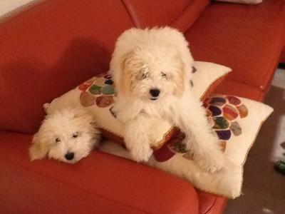 Bongo & Melo Bongo & Melo