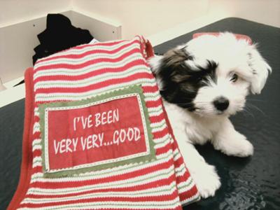 Puppy Trouble Puppy Trouble