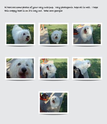 At The Dog Park At The Dog Park