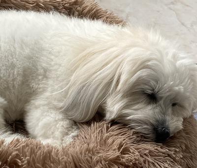 Quand il dort. Quand il dort.