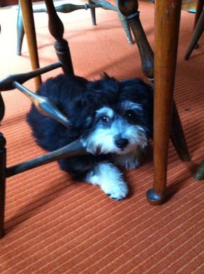 Beau at 16 weeks.. Beau at 16 weeks..