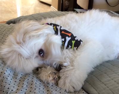 Zorro snoozing on Mama's bed Zorro snoozing on Mama's bed