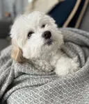 Staying cozy on a Canadian winter day