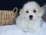 Visit Buttercup Cotons of TX 