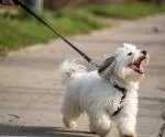 leash-reactivity