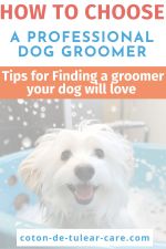 tips-choosing dog groomer
