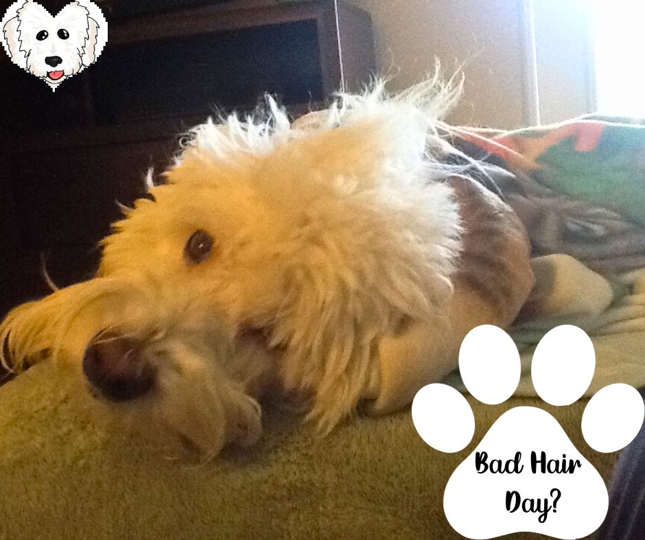 Grooming a Coton de Tulear 50 Things You Need to Know
