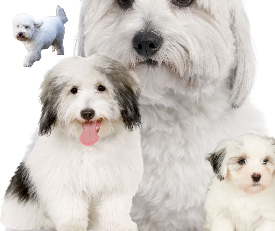 Maltese vs. Coton de Tulear: How to Tell the Difference