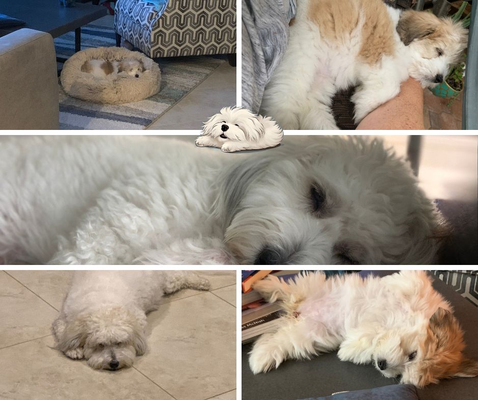 Coton de Tulear sleep habits. What can you learn about your dog’s sleep positions.