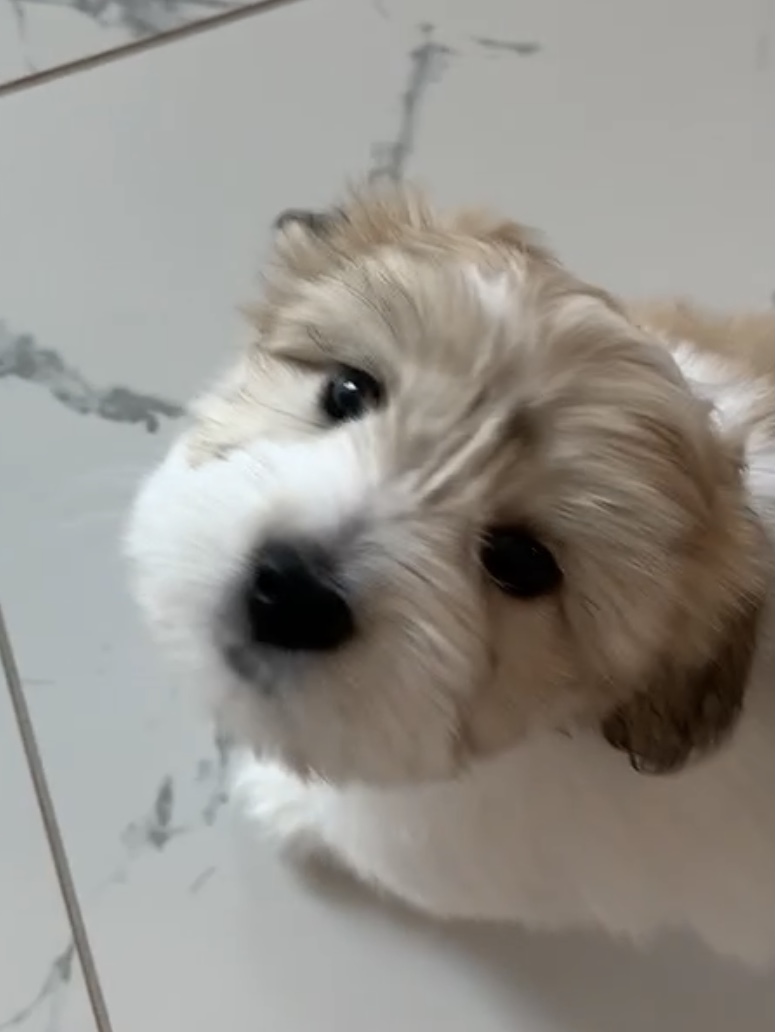 Coton de Tulear puppy