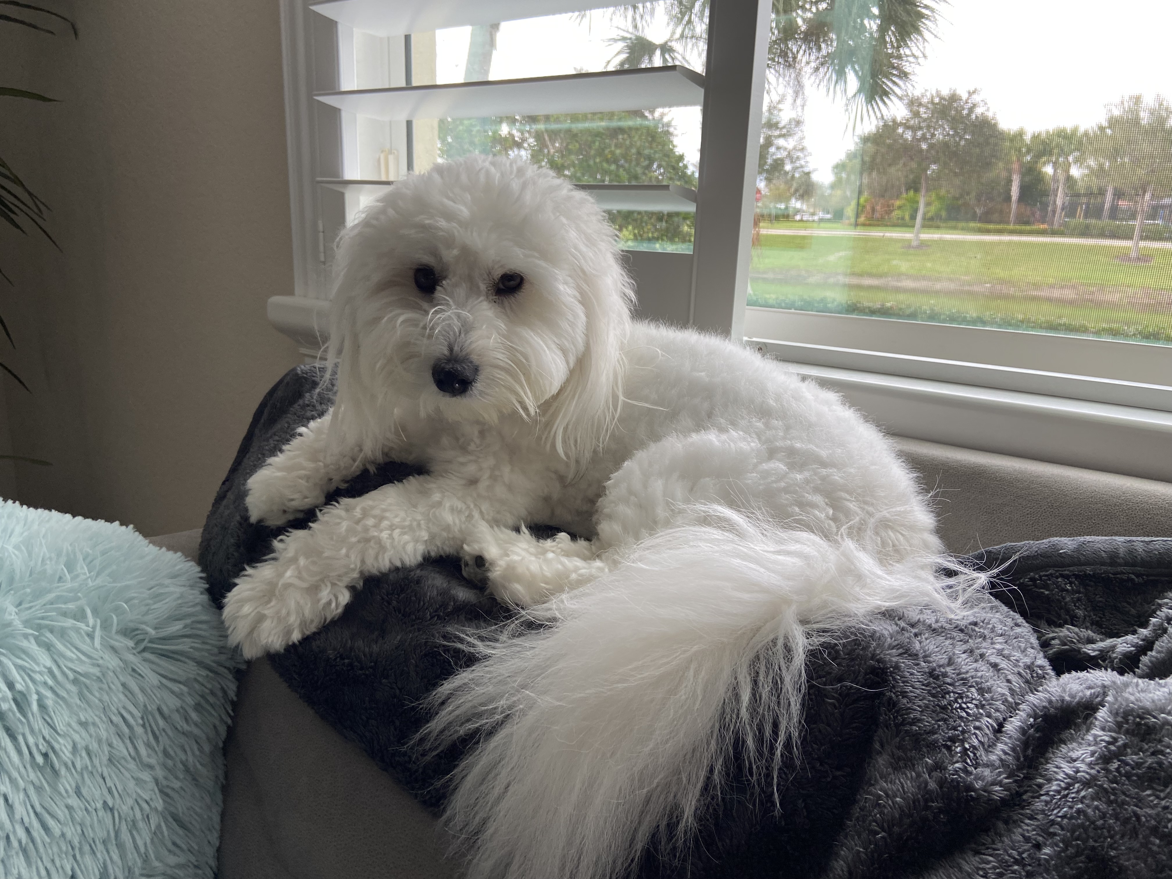 coton de Tulear sitting on top of couch