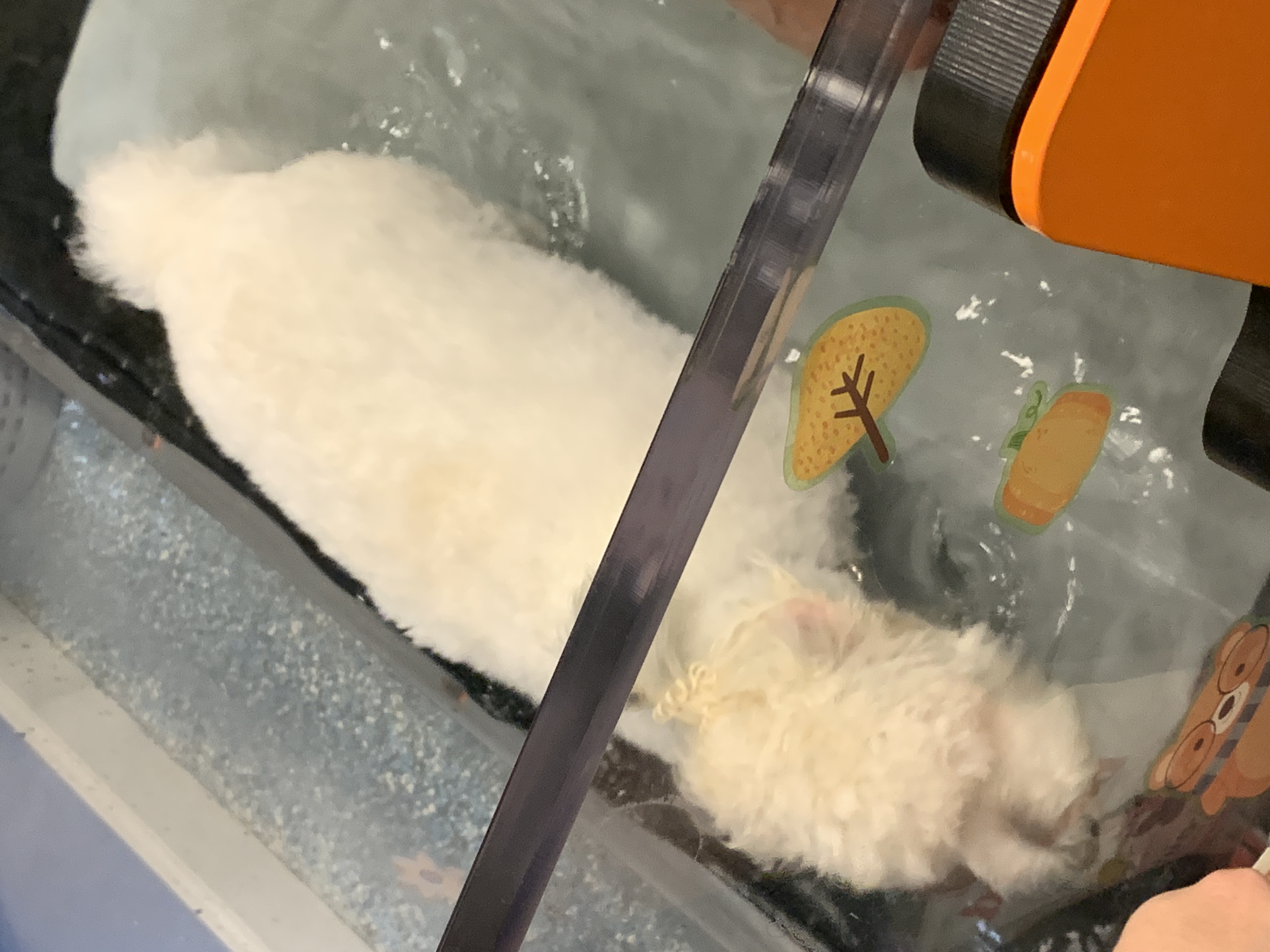 Coton de Tulear Hydrotherapy