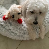 plush toy - Lambchop