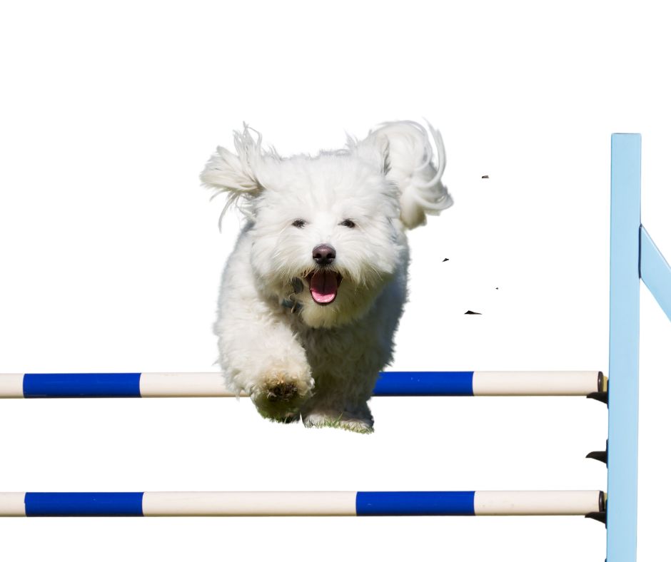 Coton de Tulear dog agility training