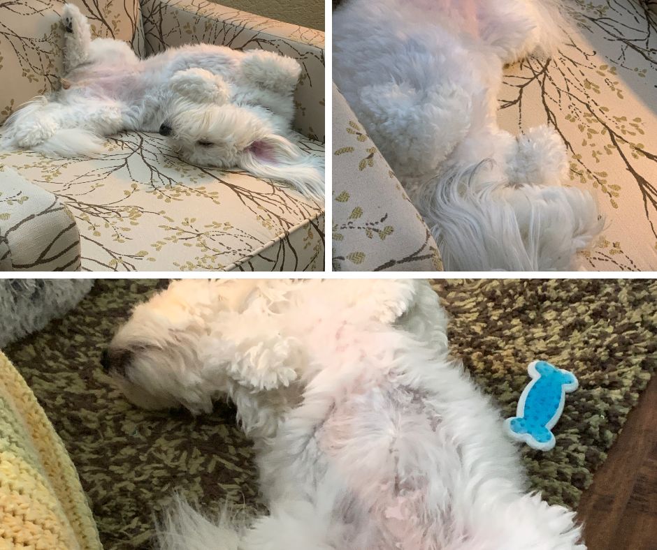 Coton de Tulear sleeping on back