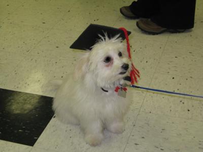 coton de tulear 