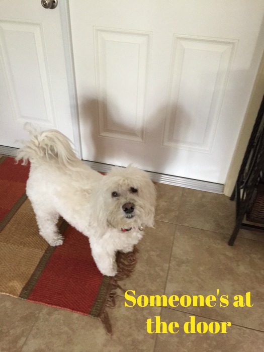 coton de tulear barking