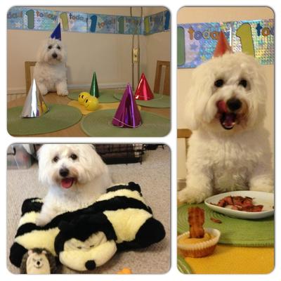 Baxter's 1st Birthday Party