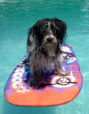 King of the pool