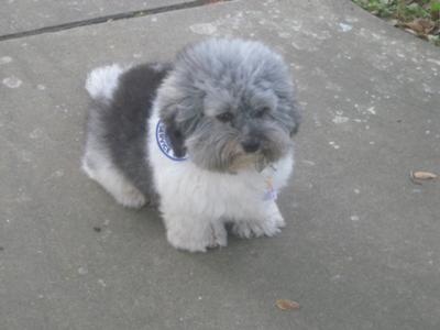 Bored? anxious? sad? why does my coton de tulear vomit?