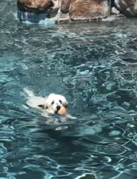 Bruno the swimmer 