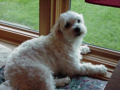 Your Coton De Tulear Stories And Photos Your Coton De Tulear Stories And Photos