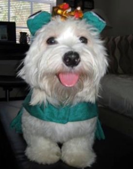 Coton de Tulear in Halloween costume