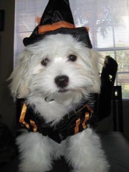 Coton de Tulear in Halloween costume