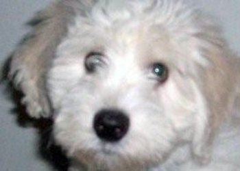 coton de tulear