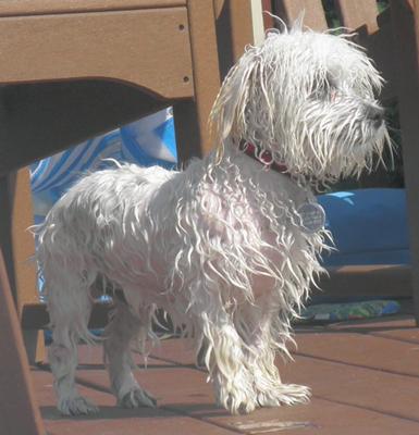 Louie the swimming Coton!