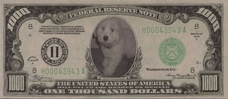 coton de tulear dollar bill