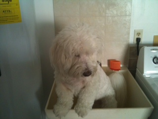 Luc getting a bath