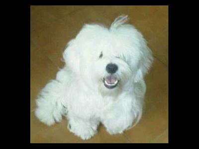 Coton de Tulear puppy cut