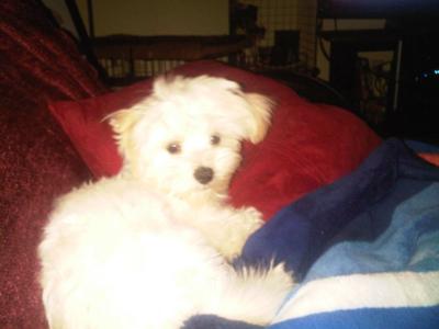 Spanky Resting with Mommy on the sofa