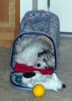 Your Coton De Tulear Stories And Photos