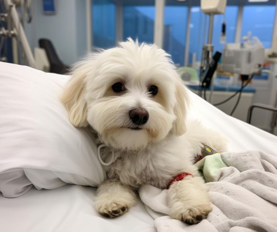 Coton de Tulear in hospital bed