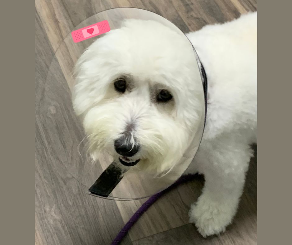 Coton de Tulear with e-collar