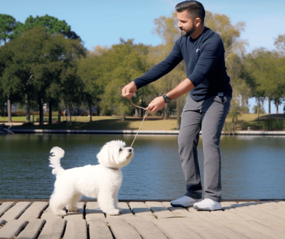 Coton de Tulear training