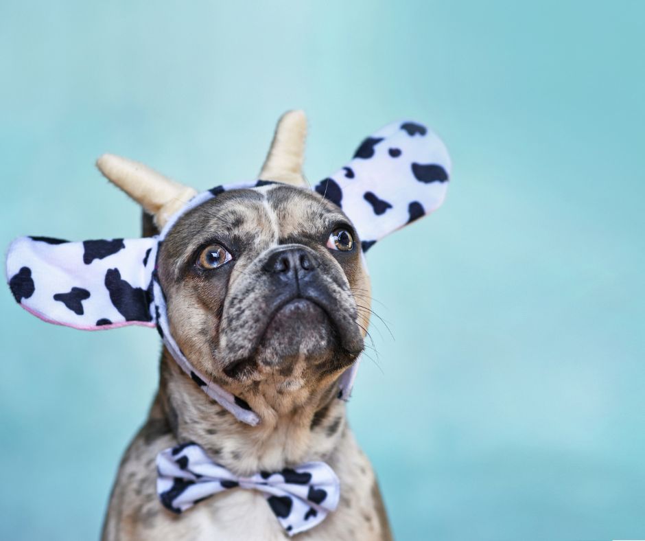 cow costume for dog
