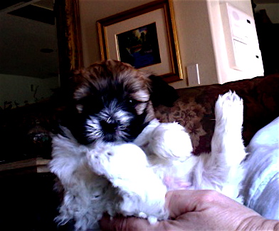 Coton de Tulear Puppy