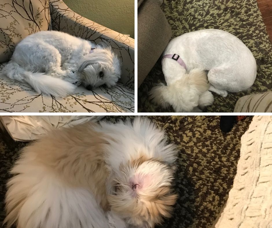 Coton de Tulear curled up while sleeping