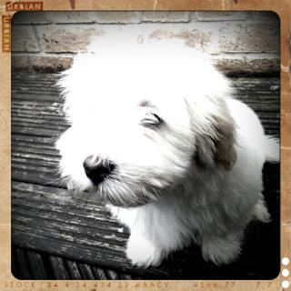 Coton Casper