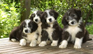 black and white puppies