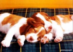 cute sleeping pups